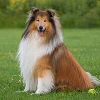 Doggo