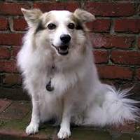 Doggo